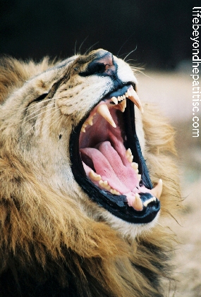 lion_roar.jpg